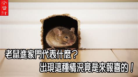 中國送禮禁忌 家有老鼠風水
